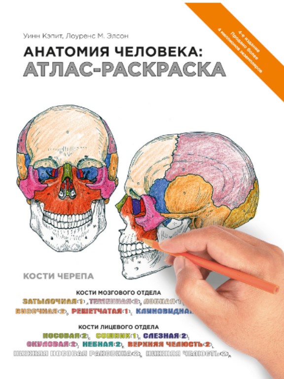 придбати книгу Анатомия человека: атлас-раскраска