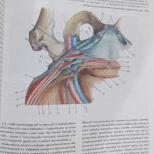 Клінічна анатомія та оперативна хірургія Т.1