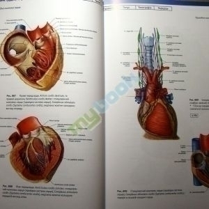 Атлас анатомії людини. У 2 томах.