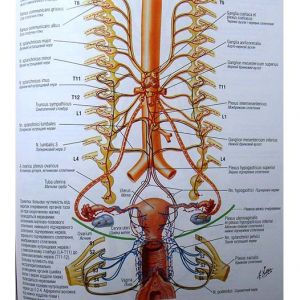 Атлас анатомії людини