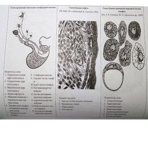 Практикум з гістології, цитології та ембріології