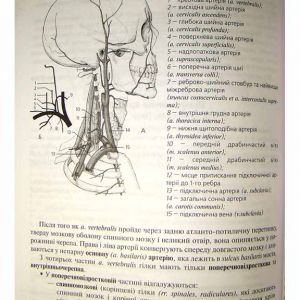 Анатомія судин та нервів голови і шиї (ангіоневрологія)