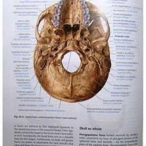 Human Anatomy = Анатомія людини
