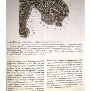Анатомия человека: учебное пособие