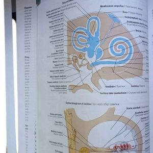 Atlas of Human Anatomy=Атлас анатомії людини
