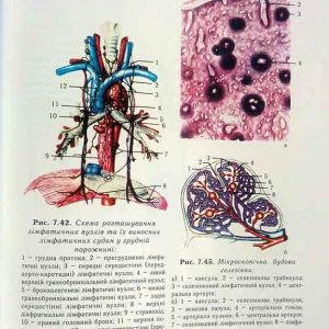 Анатомія, фізіологія з патологією
